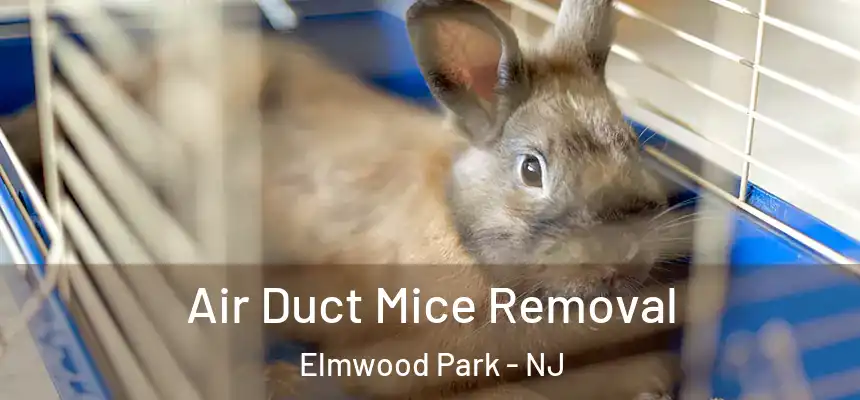  Air Duct Mice Removal Elmwood Park - NJ